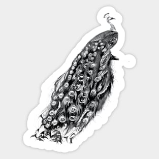 Black Peacock Sticker